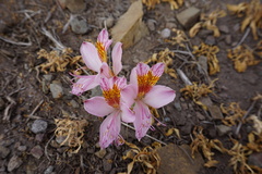 Alstroemeria exserens