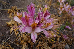 Alstroemeria exserens