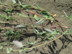 Chenopodium betaceum