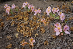 Alstroemeria exserens