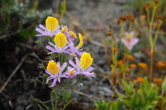 Schizanthus hookeri