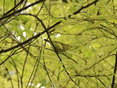 Zosterops simplex simplex