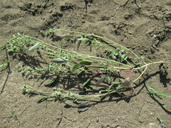 Chenopodium betaceum