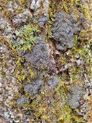 Fuscopannaria sorediata