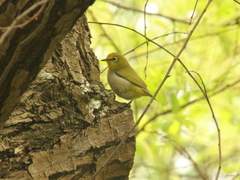 Zosterops simplex simplex