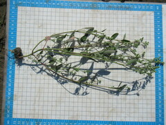 Chenopodium betaceum