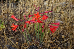 Zephyranthes splendens