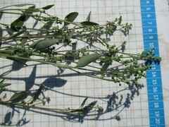 Chenopodium betaceum