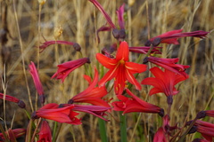 Zephyranthes splendens
