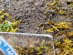 Fuscopannaria sorediata