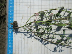 Chenopodium betaceum