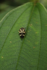 Deois flavopicta
