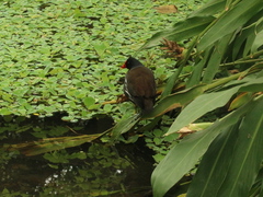 Gallinula chloropus chloropus