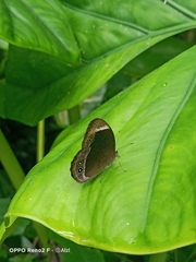 Mycalesis anaxias