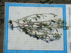 Chenopodium betaceum