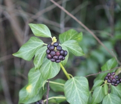 Hedera helix