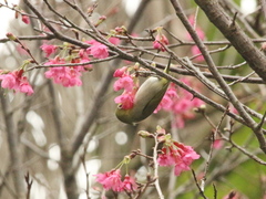 Zosterops simplex simplex