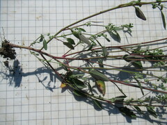 Chenopodium betaceum