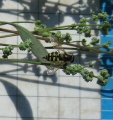 Sericomyia