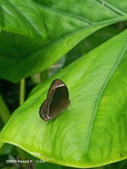 Mycalesis anaxias
