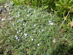 Evolvulus convolvuloides