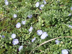 Evolvulus convolvuloides