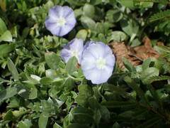 Evolvulus convolvuloides