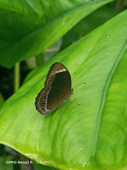 Mycalesis anaxias