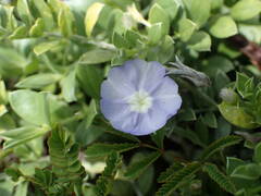 Evolvulus convolvuloides