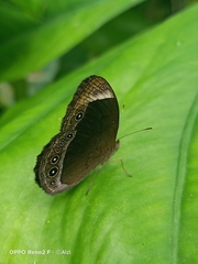 Mycalesis anaxias