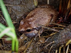 Litoria balatus