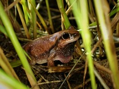 Litoria balatus