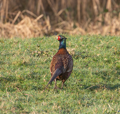 Phasianus colchicus