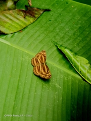 Lasippa monata