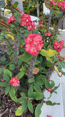 Euphorbia milii