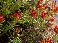 Rhodiola quadrifida