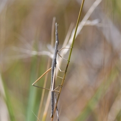 Tetanorhynchini