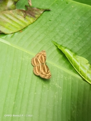 Lasippa monata
