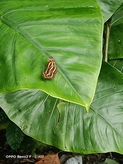 Lasippa monata