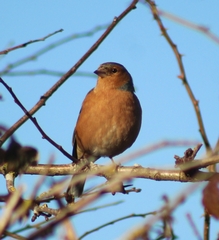 Fringilla coelebs