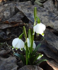 Leucojum vernum