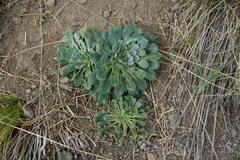 Gamocarpha scapigera