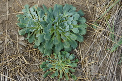 Gamocarpha scapigera