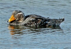 Tachyeres brachypterus