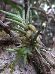 Angraecum