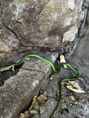 Philothamnus occidentalis