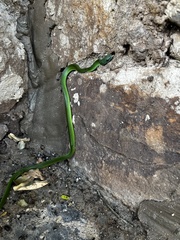 Philothamnus occidentalis