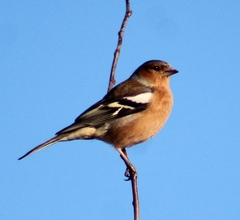 Fringilla coelebs