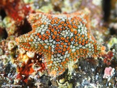 Asterina martinbarriosi