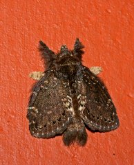Euglyphis scaptia